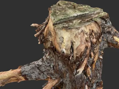 Tree Root 3D Scan 3D model