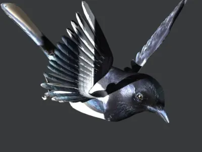 Eurasian Magpie 3D model