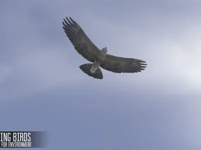 Soaring birds - animals for environment 3D model