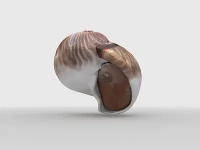 Sea snail Low-poly 3D model