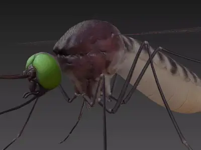 Mosquito with eyes Low-poly 3D model