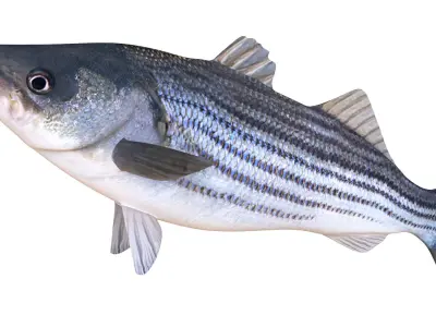 Low-Poly Striped Bass Animated Free low-poly 3D model