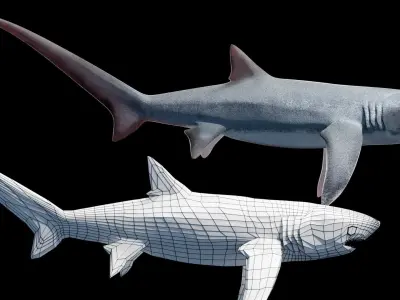 Animated Thresher Shark Low-poly 3D model