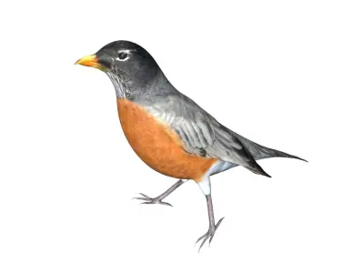 American Robin Low-poly 3D model