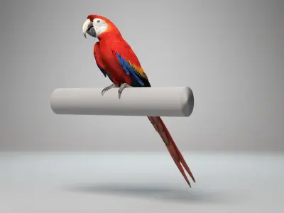 Ara Macao Animation - VFX Grace 3D model