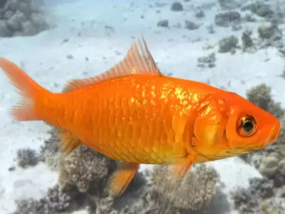 Low poly animated goldfish Low-poly 3D model