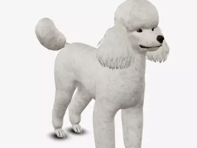 Dog Poodle Low-poly 3D model