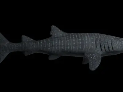 Whale Shark - Rhincodon Typus - Adult Male Low-poly 3D model