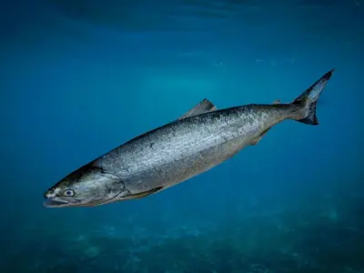 Salmon Fish Lowpoly 3D Gaming model Low-poly 3D model