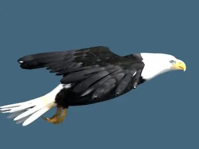 bald eagle animated 3D model