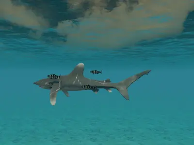 Oceanic White tip Shark Low-poly 3D model