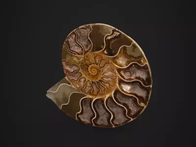 Ammonite Fossil Scene Prop 3D model