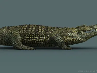 Crocodile RIGGED 3D model