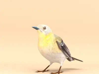 3D Bird Pack Pine Warbler Male and Female Low-poly 3D model Low-poly 3D model