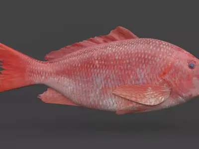 Red Snapper Fish 3D model