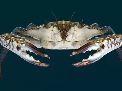 Swimmer Crab Animated Low-poly 3D model