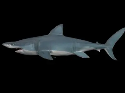 Shark With scars Low-poly 3D model
