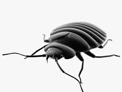 BedBug bed bug 3D model
