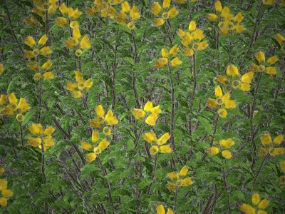 XfrogPlants Spanish Broom - Genista Hispanica 3D model