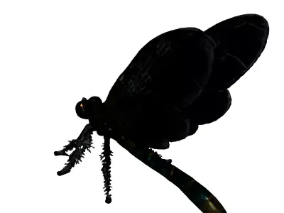 Realistic Dragonfly 3D Model Low-poly 3D model