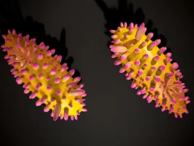 Cadlinella ornati - Game Ready Low-poly 3D model Low-poly 3D model