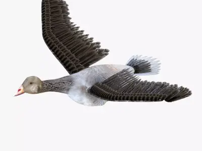 Goose bird rigged 3d model Low-poly 3D model