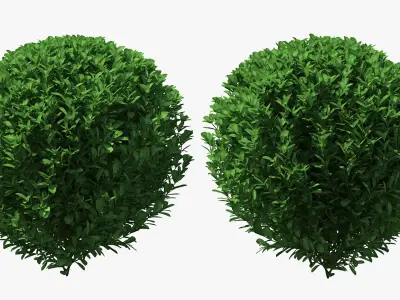 Decorative Shrubs Collection 3D model