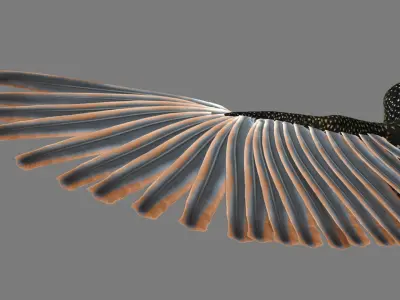 Sturnidae or Starling 3D model