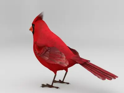 3D Bird Pack Northern Cardinal Male and Female Low-poly 3D model