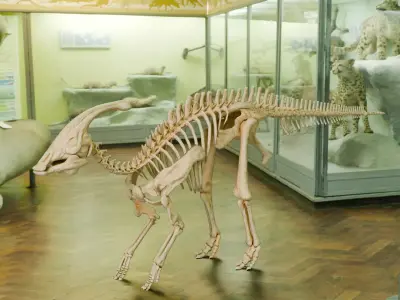 Realistic Ancient Reptilians Fossil - Parasaurus Low-poly 3D model