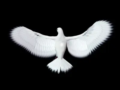 DOVE RIG 3D MODEL 3D model