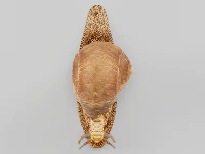 Swinhoe Giant Snail Gastropod Low-poly 3D model