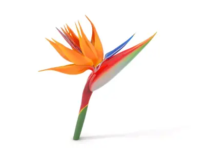 Vibrant Strelitzia model pack Low-poly 3D model