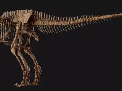Carcharodontosaurus Skeleton 3D model
