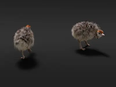 Young Ostrich Animated 3D model