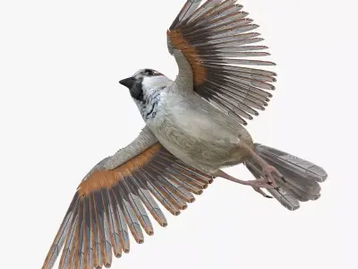 Sparrow Low-poly 3D model