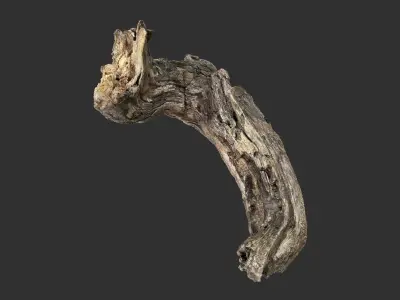3d scan Tree trunk 3D model