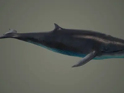 bluewhale whale fish ocean shark water fin sea orca 3D model