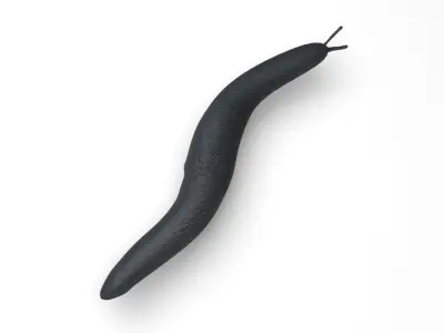 Flatworm 3D model