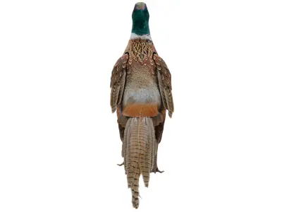 Pheasant 3D model