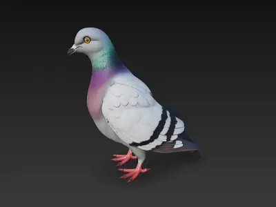 Pigeon  Realistic 3D Model Basic - Low Poly Realistic Low-poly 3D model