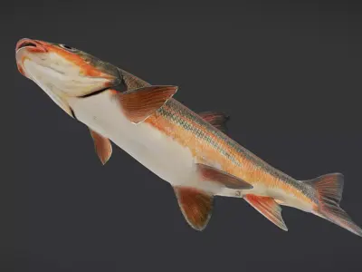 big-scaled redfin - tribolodon hakonensis fish Animated 3D model