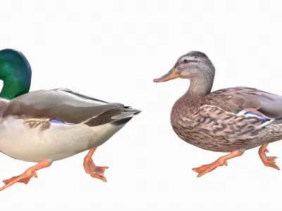 Mallard Duck Male-Female 3D model