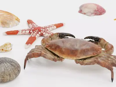 -Sealife Set- 3D model