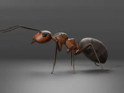 Ant 3D model Rigged 3D model