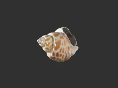 Sea Shell 2 3D model