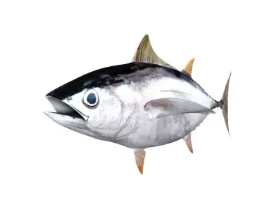 Albacore Tuna Fish Thunnus Alalunga 3D model
