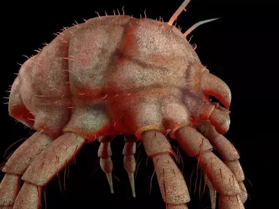 Dust Mite Insect Low-poly 3D model