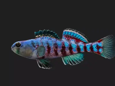 Darter Low-poly 3D model