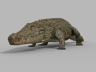 Crocodile PRO - 8K 3D Animated Crocodile Model   3D model